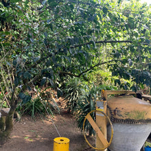 Load image into Gallery viewer, La Fany, Washed Pacamara, El Salvador