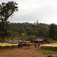Load image into Gallery viewer, Hunkute, Washed Heirloom Cultivars, Ethiopia