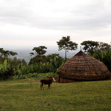 Load image into Gallery viewer, Hunkute, Washed Heirloom Cultivars, Ethiopia