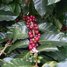 Load image into Gallery viewer, Los Andes, Anaerobic Natural Bourbon, El Salvador