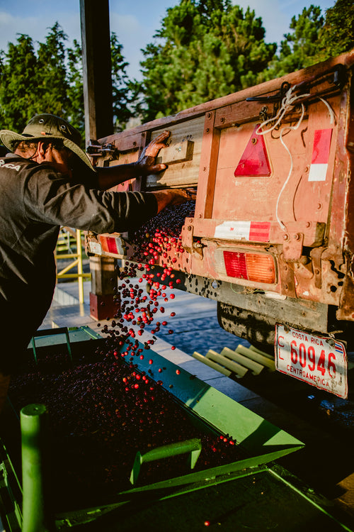 Specialty Coffee Transaction Guide Released