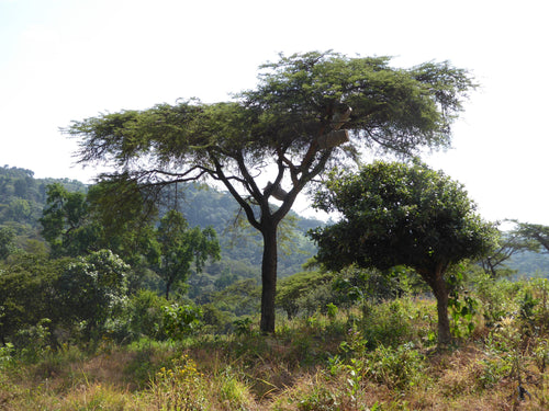 New in: Mohammed Lalo, Atnago, Ethiopia