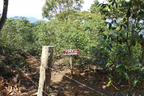 El Salvador 2016, summery of producers