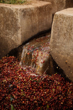 Load image into Gallery viewer, Hunkute, Washed Heirloom Cultivars, Ethiopia
