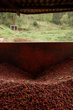 Load image into Gallery viewer, Hunkute, Washed Heirloom Cultivars, Ethiopia
