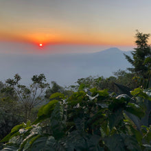 Load image into Gallery viewer, Las Brumas, WFC Honey SL28, El Salvador
