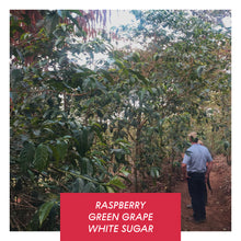 Load image into Gallery viewer, Las Brumas, WFC Honey SL28, El Salvador
