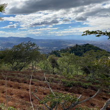 Load image into Gallery viewer, Los Altares, Anaerobic Natural Caturra, Guatemala
