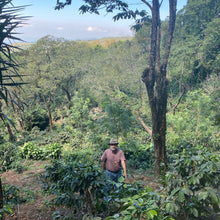 Load image into Gallery viewer, La Soledad, Washed Caturra and Catuaí, Guatemala
