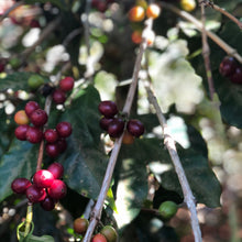 Load image into Gallery viewer, San Cayetano, Washed Red Caturra, El Salvador
