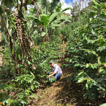 Load image into Gallery viewer, Limoncillo, Washed Caturra, Nicaragua
