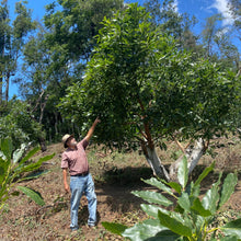 Load image into Gallery viewer, La Soledad, Washed Caturra and Catuaí, Guatemala
