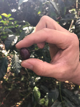 Load image into Gallery viewer, Los Andes, Anaerobic Natural Bourbon, El Salvador
