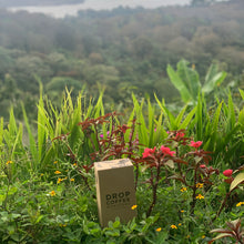 Load image into Gallery viewer, Las Delicias, Natural Java, Nicaragua
