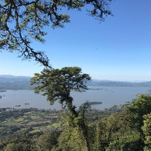 Load image into Gallery viewer, Las Delicias, Natural Java, Nicaragua
